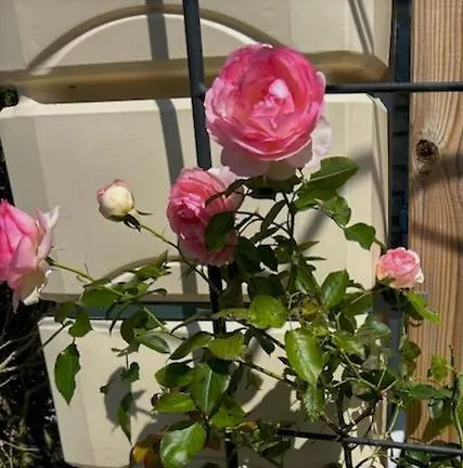 Le Ponthieu De Appartement *